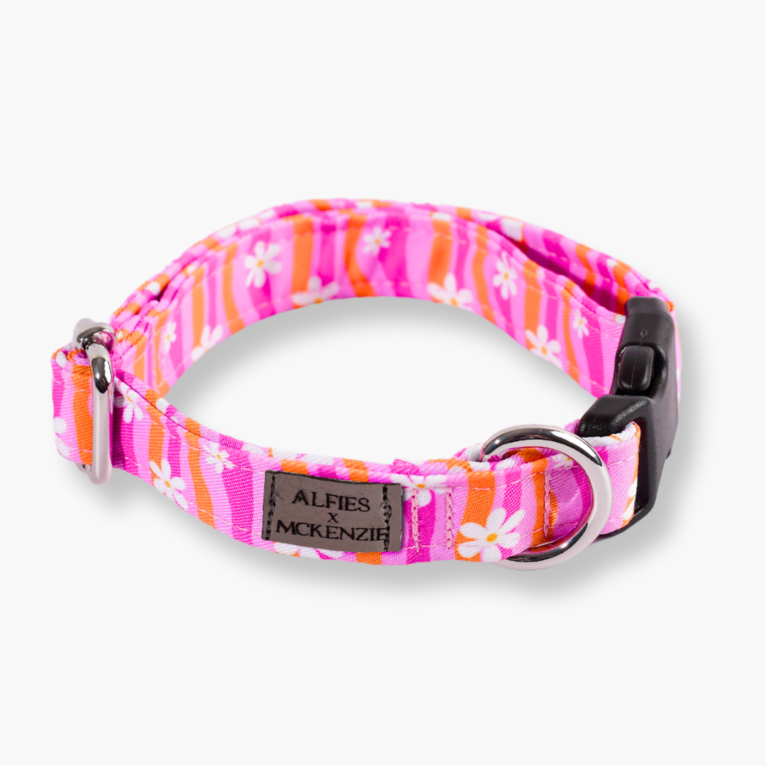 Alfies x McKenzie Collar - Daisy Power