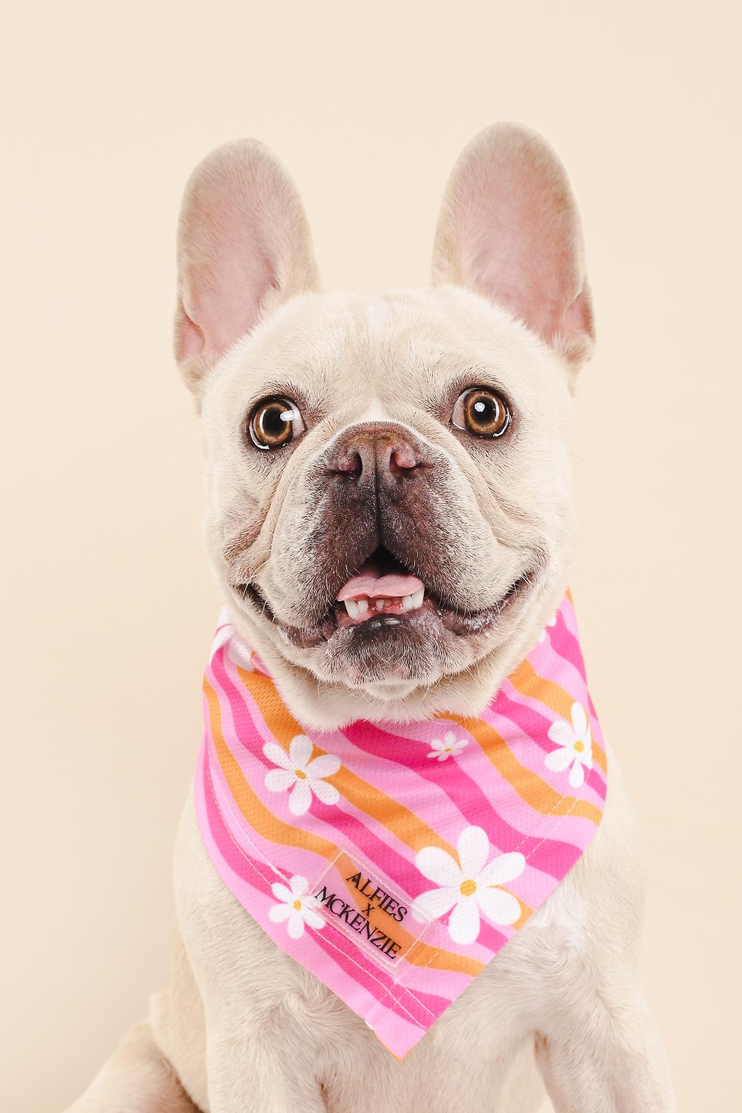 Alfies x McKenzie Breezie⢠Cooling Bandana - Daisy Power - Image 2